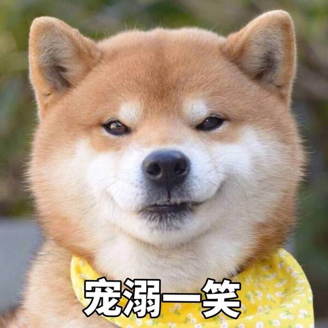 坎高犬厉害还是比特犬厉害（坎高犬幼犬的挑选）