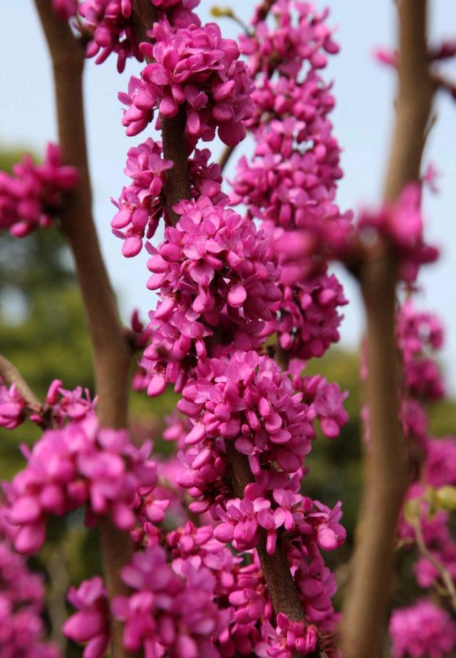 迎春花是啥颜色的（迎春花是什么颜色是什么样子的）