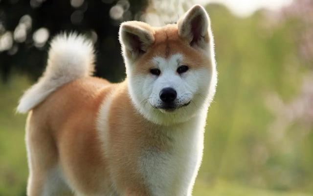 日本秋田犬是不是柴犬（日本秋田犬和中华田园犬的区别）