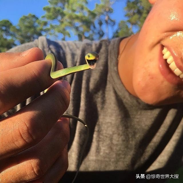 三色猪鼻蛇有毒吗（东部猪鼻蛇有毒吗）