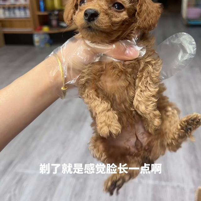 贵宾犬多少钱一只幼崽？巨型贵宾犬多少钱一只幼崽！