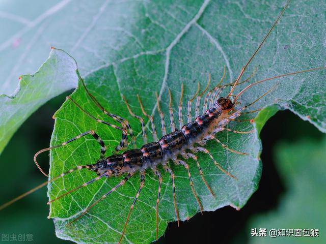 蚰蜒图片 咬人（蚰蜒图片有毒吗）