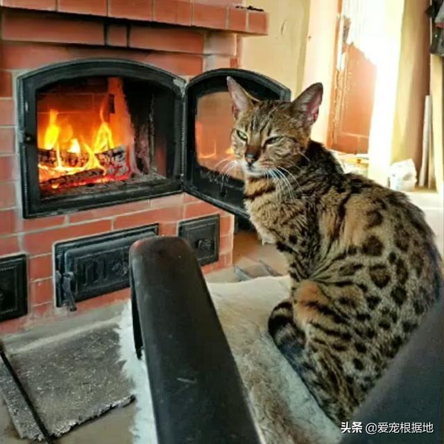 价值上万的孟加拉豹猫，饿到以垃圾为食，获救后的吃相让人心疼