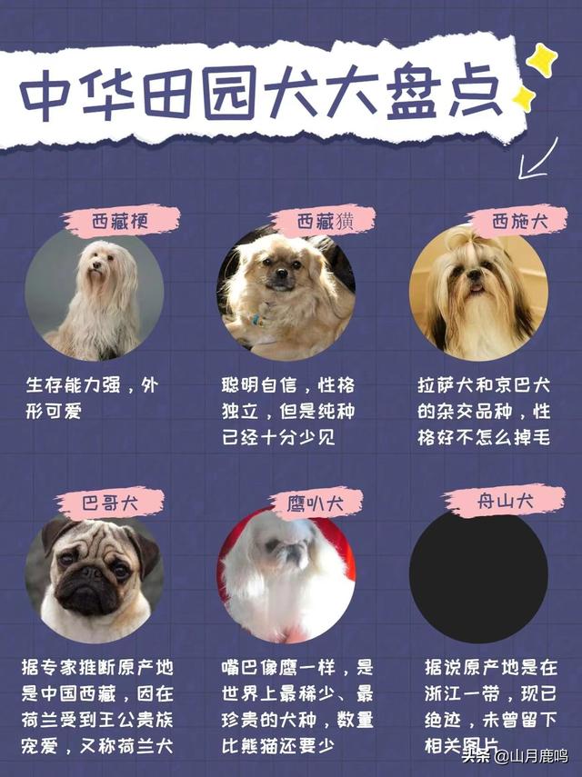 中华田园犬的价格多少钱一只（中华田园犬多少钱一条）