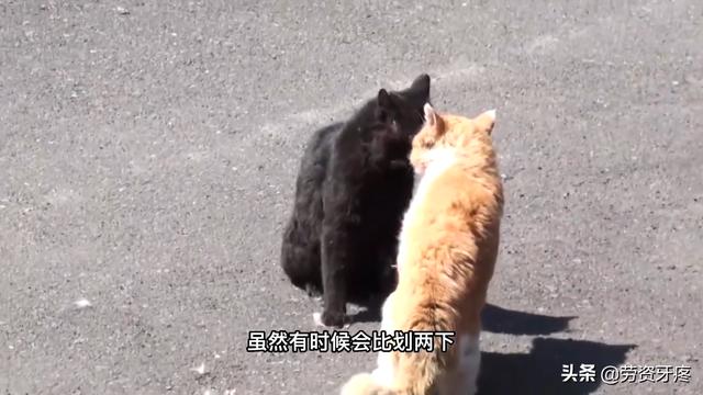 梦见猫吐血怎么回事（几天的小奶猫吐血怎么回事）