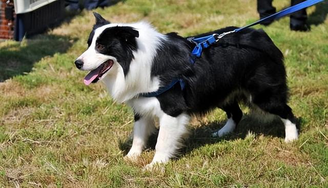 看家护院什么狗最好小型犬（看家护院大型犬哪种犬最好）