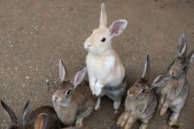 兔子养殖视频播放（兔子养殖信息网）