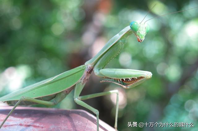 螳螂吃什么东西能养活（螳螂吃什么）