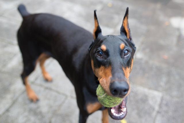 纯种杜宾犬价格多少钱一只（德国杜宾犬价格多少钱一只）