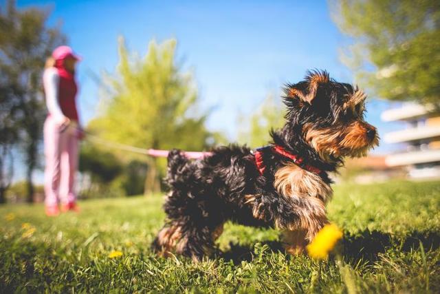 家养小型犬排名前10名？小型犬排名前10名短毛！