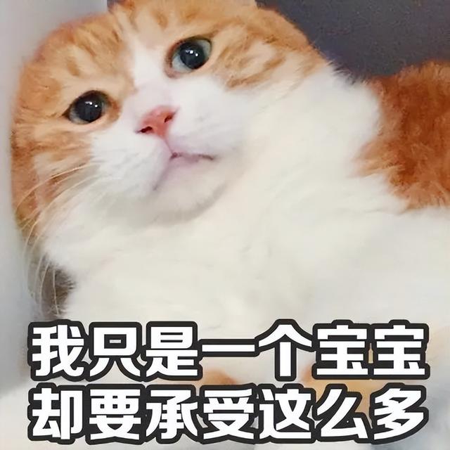 会说话的汤姆猫是什么品种的猫（会说话的汤姆猫叫什么）