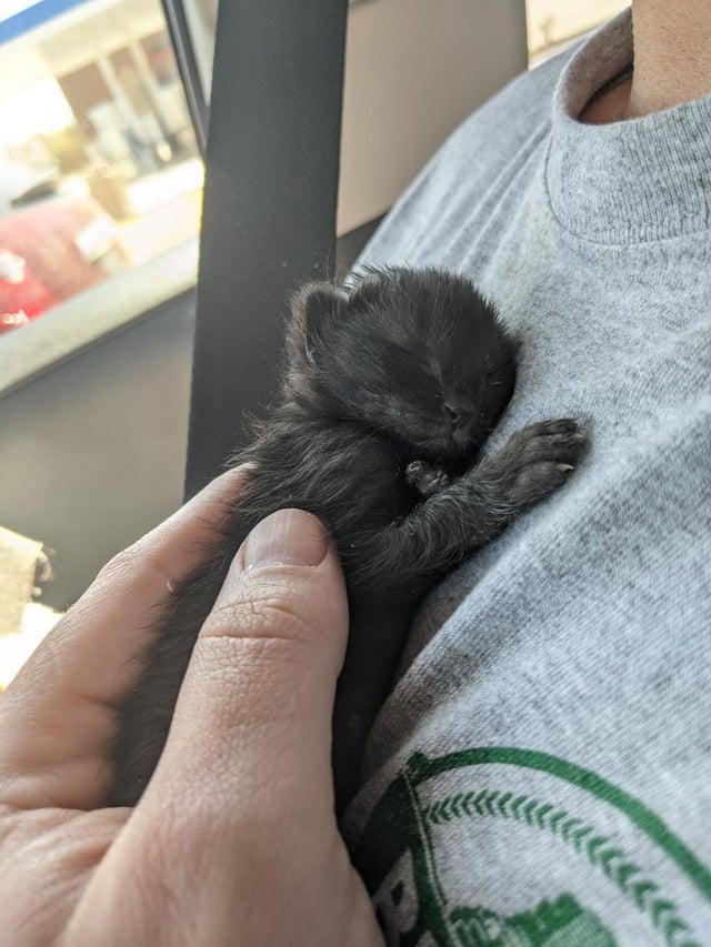 可爱到犯罪的小奶猫！这一波，心快被萌化了