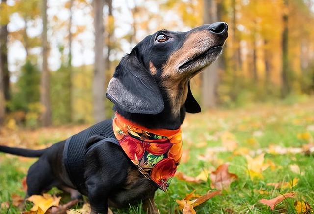 长毛腊肠犬的优点和缺点（腊肠犬的优点和缺点图片）