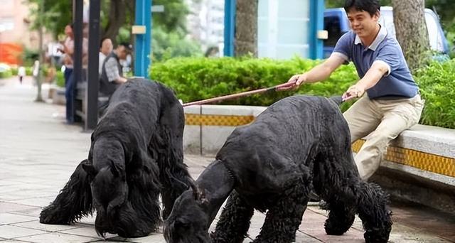 高加索犬幼犬多少钱一只视频（高加索犬幼犬多少钱一只只现铁西区）