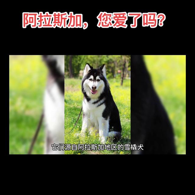 白色阿拉斯加犬多少钱一只幼崽？阿拉斯加犬多少钱一只幼崽图片！