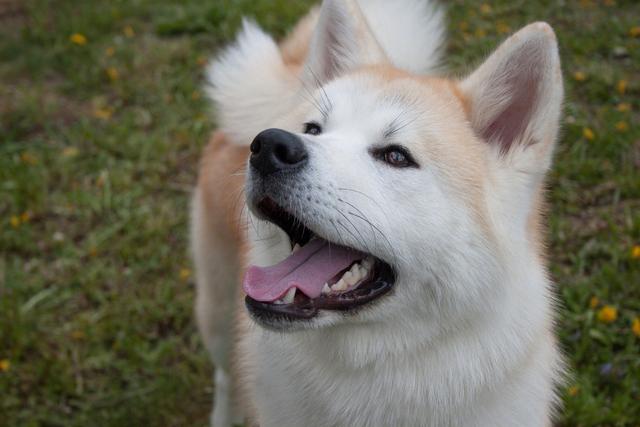 柴犬（秋田犬）