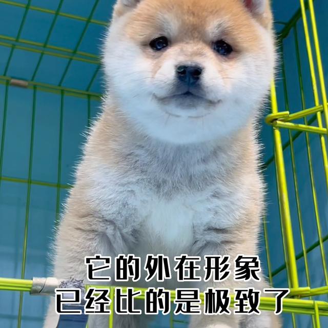 柴犬价格多少钱一只幼犬黑色？柴犬价格多少钱一只幼犬黑色的！