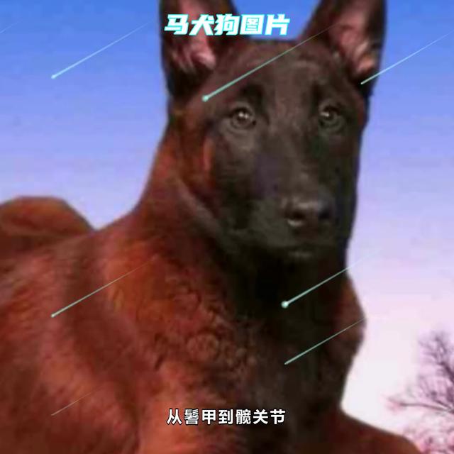 马犬什么颜色最正宗？2一3个月马犬价格！