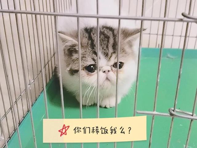 临时给猫洗澡用什么？自己在家怎么给猫洗澡！