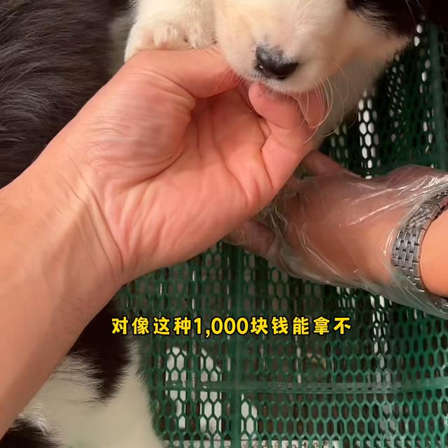 边牧价格多少钱一只幼犬？边牧价格多少钱一只幼犬图片！