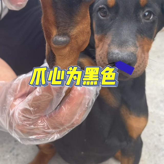 杜宾犬价格多少钱一只纯种？杜宾犬价格多少钱一只纯种图片！