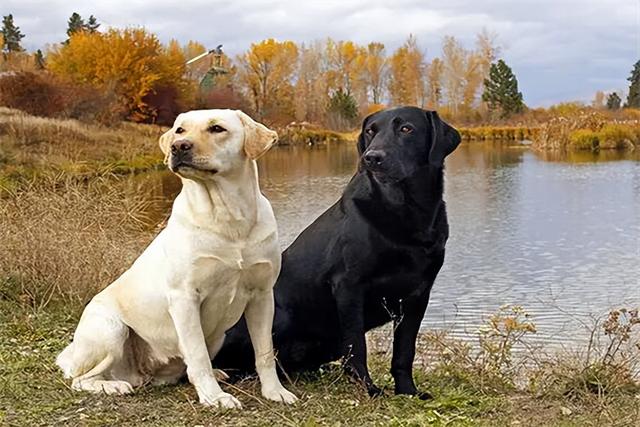 腊肠犬价格多少钱一只？腊肠犬一般多少钱一只！