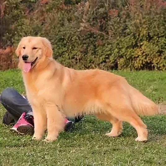 陨石边境牧羊犬多少钱一只？陨石边境牧羊犬多少钱一只啊！