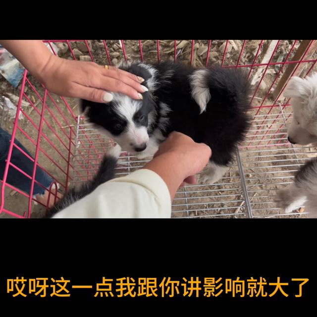 边牧幼犬多少钱一只_纯种图片？边牧幼犬多少钱一只纯种图片！