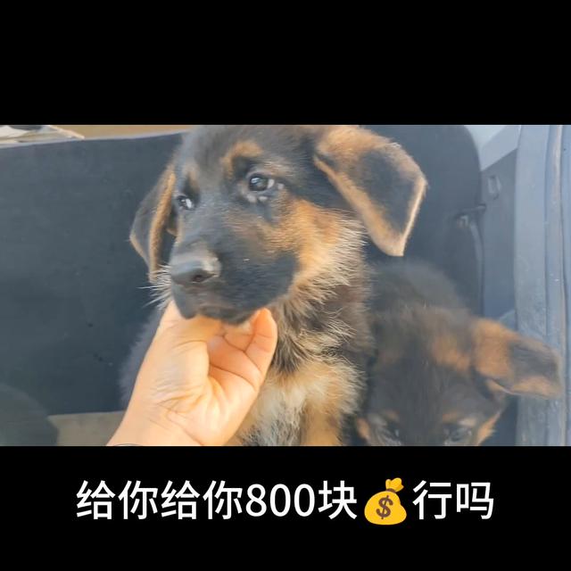 德牧犬多少钱一只幼犬图片？德牧犬多少钱一只幼犬图片及价格！