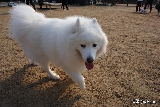 腊肠犬贵不贵？腊肠犬大概多少钱一只！