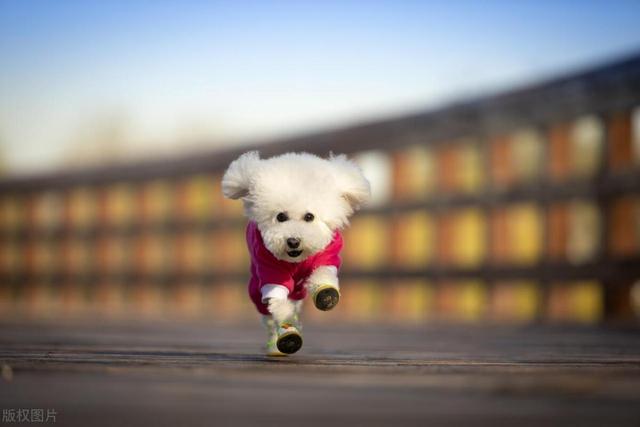 马尔济斯犬多少钱一只？马尔济斯犬图片！