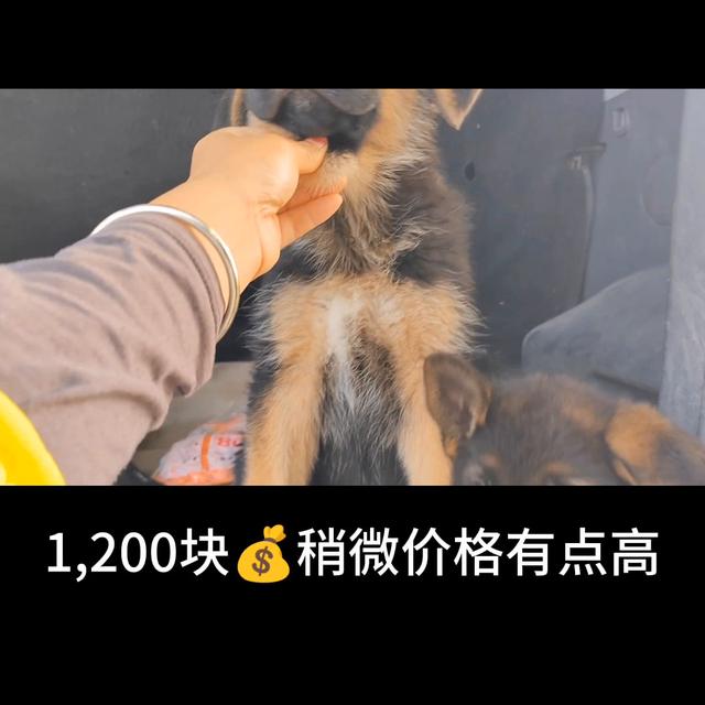 德牧犬多少钱一只幼犬图片？德牧犬多少钱一只幼犬图片及价格！