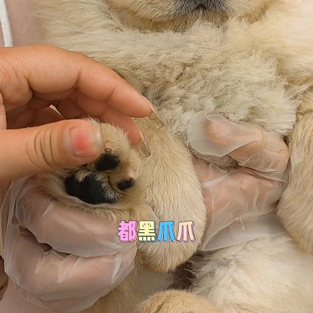 松狮犬多少钱一只幼崽？建议穷人养的10种狗！