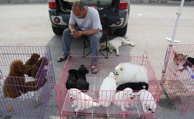 德国牧羊犬多少钱一只纯种幼犬？德国牧羊犬多少钱一只纯种幼犬图片！