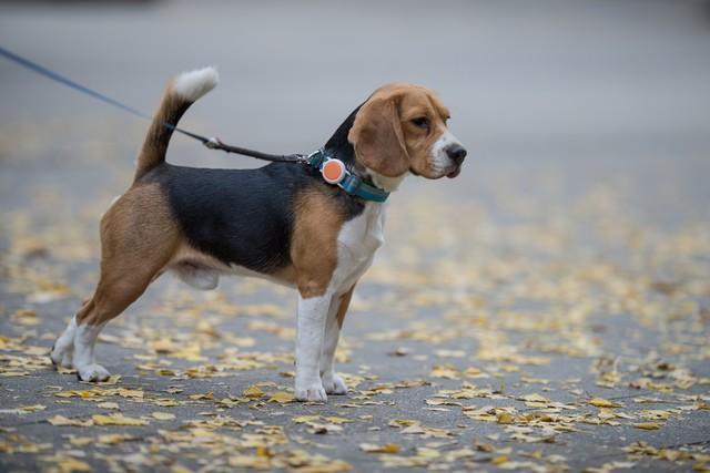 吉娃娃犬的价格？吉娃娃价钱！