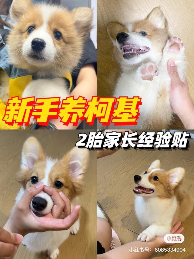 柯基犬价格大概多少钱一只？柯基犬价格大概多少钱一只幼犬！