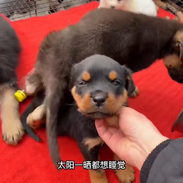 德牧犬多少钱一只幼崽？德牧犬多少钱一只幼崽纯种！