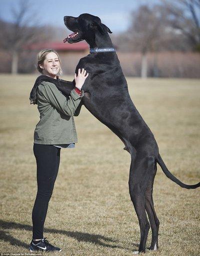 马犬图片大全_纯种多少钱一只狗？马犬图片大全_纯种多少钱一只幼犬！