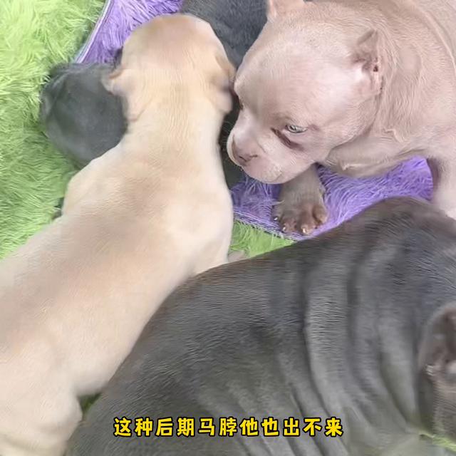 美国恶霸犬价格多少钱一只？恶霸犬价格多少钱一只成犬！