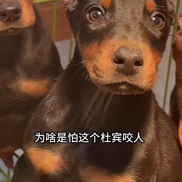 迷你杜宾犬多少钱一只？迷你杜宾犬多少钱一只,最新价格！