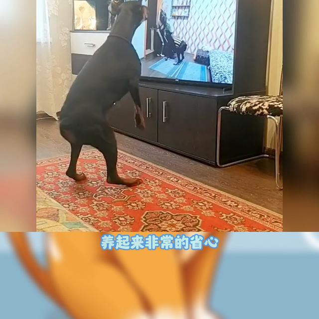 杜宾犬价格多少钱一只？杜宾犬大概价格！