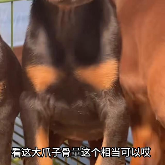 迷你杜宾犬多少钱一只？迷你杜宾犬多少钱一只,最新价格！