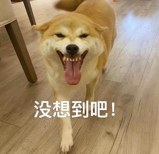 马尔济斯犬的优缺点？马尔济斯犬的优缺点及性格！