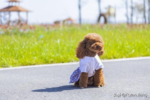 泰迪犬价格大概多少钱一只幼犬？泰迪犬价格大概多少钱一只图片！