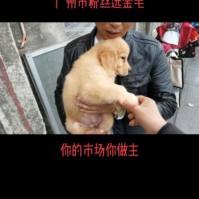 金毛_幼犬_价格？金毛狗狗多少钱一只！