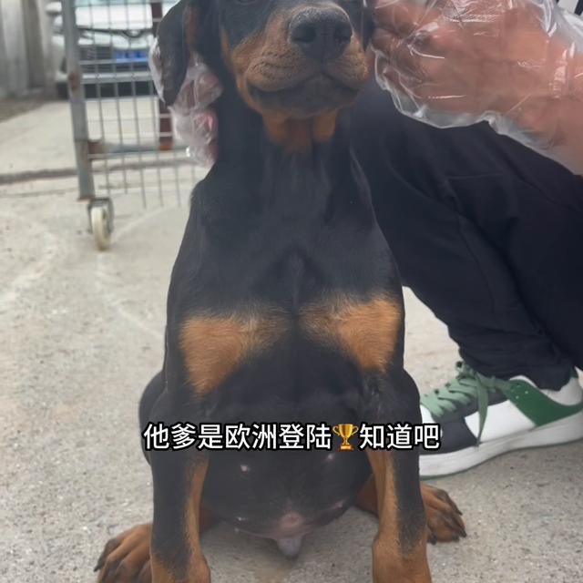 杜宾犬价格多少钱一只纯种？杜宾犬价格多少钱一只纯种图片！