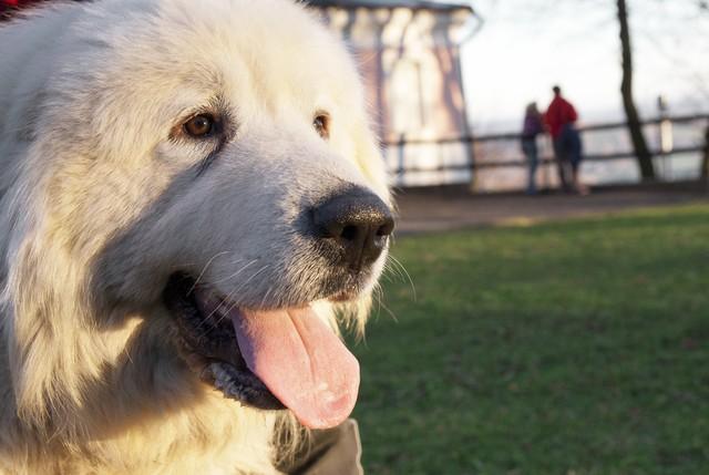 大白熊犬在中国禁养吗？大白熊犬多少钱一只！