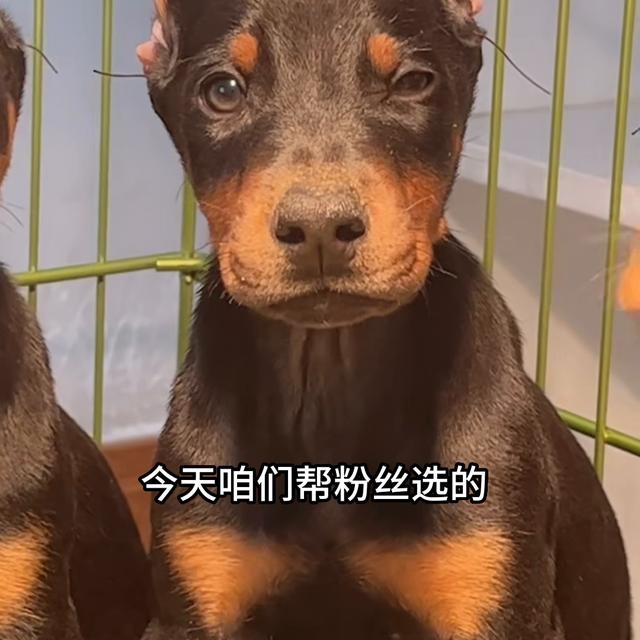 迷你杜宾犬多少钱一只？迷你杜宾犬多少钱一只,最新价格！