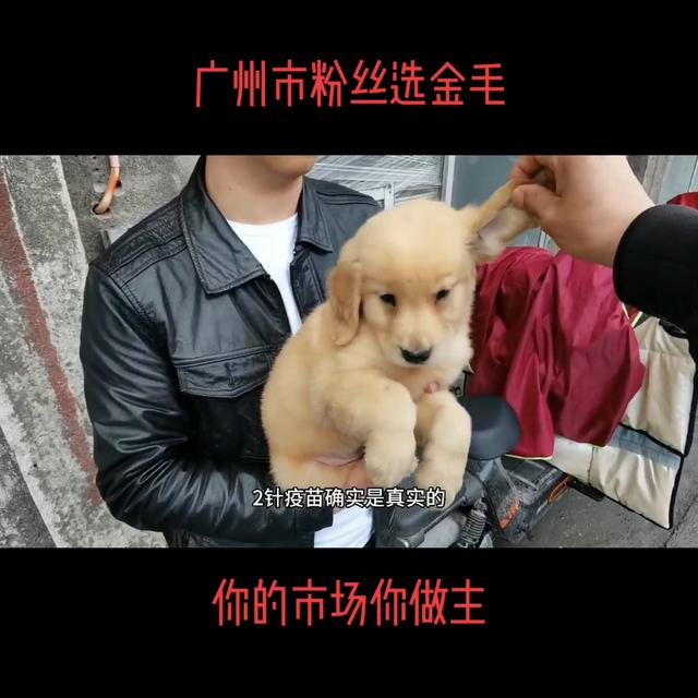 金毛_幼犬_价格？金毛狗狗多少钱一只！