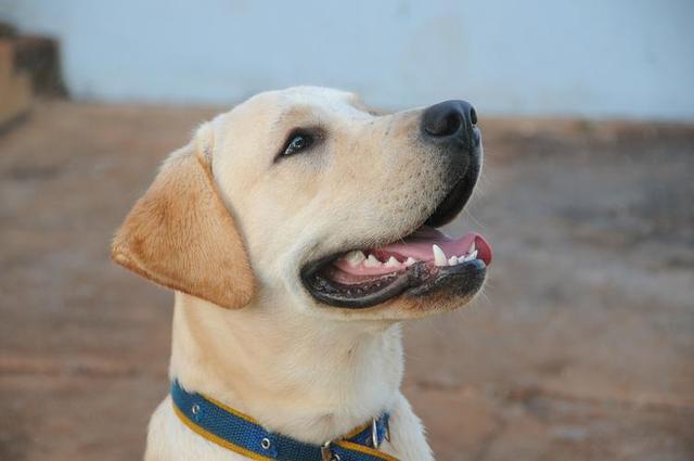 西高地白梗属于什么犬？西高地白梗能活多少年！